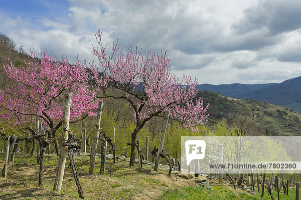 Blühende Bäume des Weingartenpfirsichs (Prunus persica)