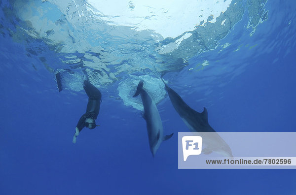 Freediver and Bottlenose dolphins (Tursiops truncatus)
