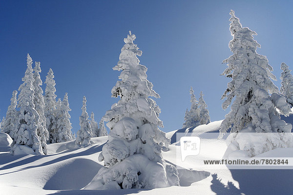 Verschneiter Winterwald