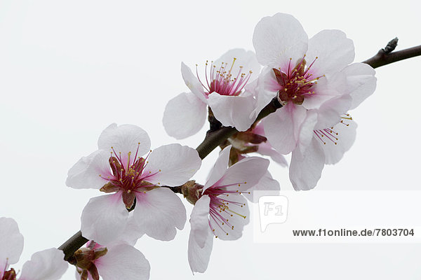 Blüten des Mandelbaums (Prunus dulcis)