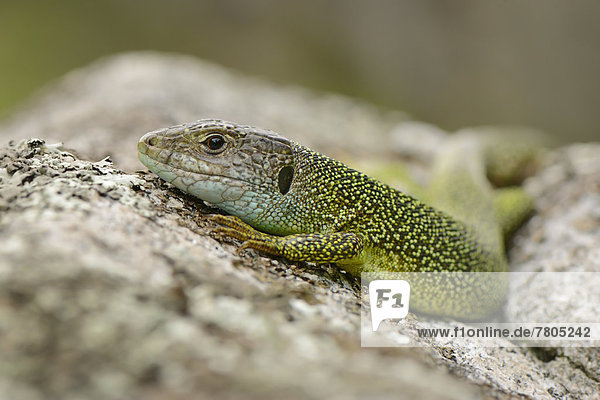 Western Green lizard (Lacerta bilineata)  adult male basking on a rock