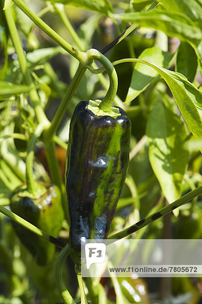 Chili-Paprika (Capsicum annuum) wächst im Garten