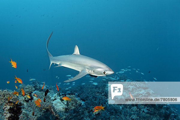 Common Thresher Shark (Alopias vulpinus) swimming above a coral reef