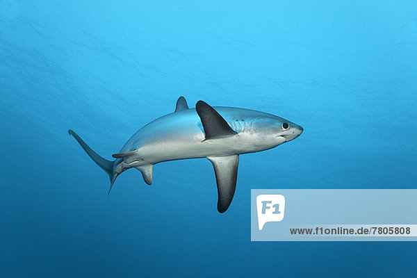 Common Thresher Shark (Alopias vulpinus)  floating