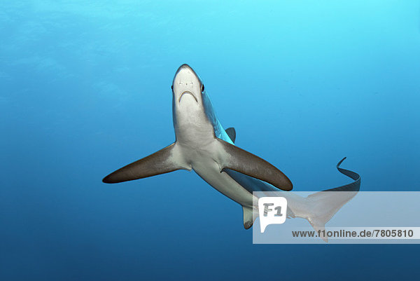 Common Thresher Shark (Alopias vulpinus)  floating