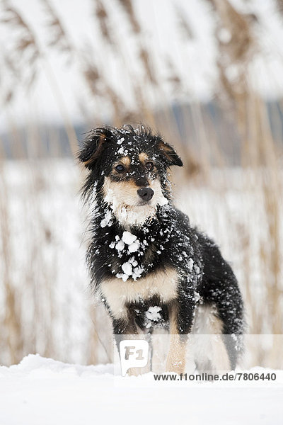 Braun-schwarzer Mischlingshund steht im Schnee