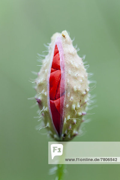 Corn Poppy (Papaver rhoeas)  bud