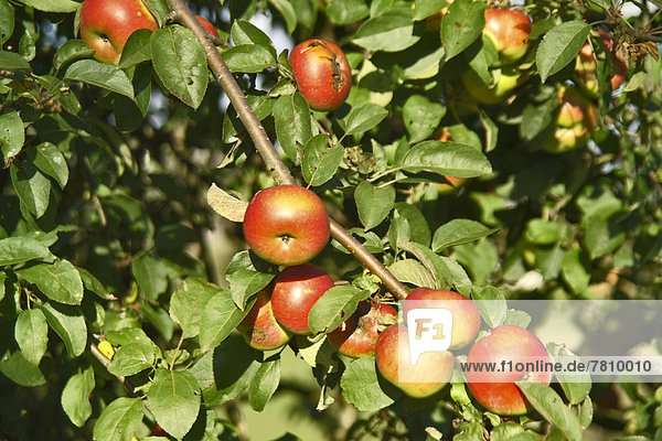 Rote Äpfel an einem Ast nahe Grunbach  Deutschland