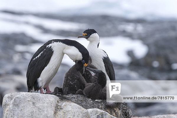 Blauaugenscharben  auch Antarktische Kormorane (Phalacrocorax atriceps)  Paar  beim Füttern ihrer Küken
