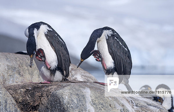 Blauaugenscharben  auch Antarktische Kormorane (Phalacrocorax atriceps)  Paar  sich kratzend