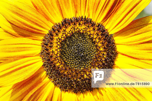 Blütenstand der Sonnenblume (Helianthus annuus)  Samenstand und Blütenblätter  Detail