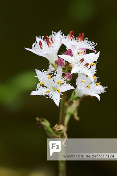 Fieberklee oder Bitterklee (Menyanthes trifoliata)  Blüten