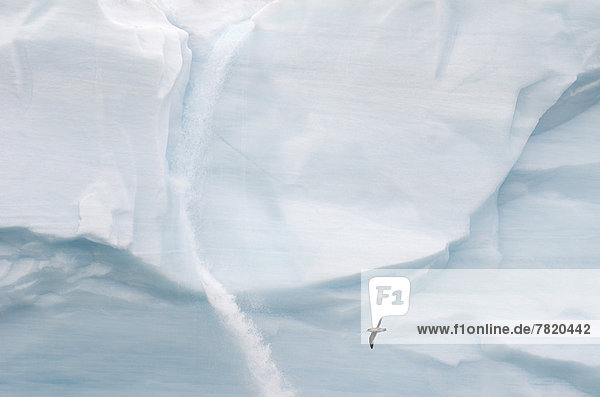 Ein Eissturmvogel (Fulmarus glacialis) vor Schmelzwasserfall und Gletscherfront des Bråsvellbreen