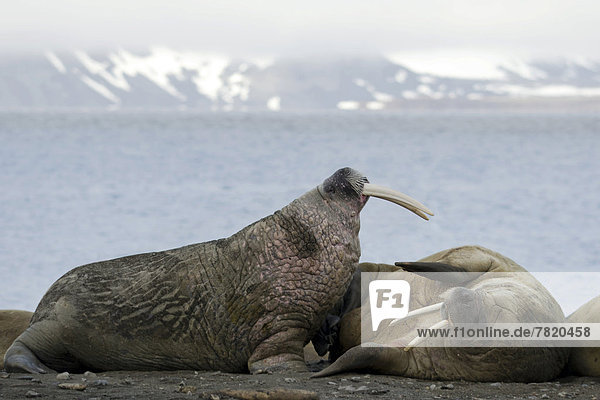 Threatening behavior between two male Walruses (Odobenus rosmarus)