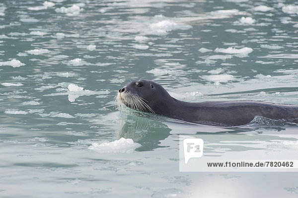 Floating Bearded Seal (Erignathus barbatus)