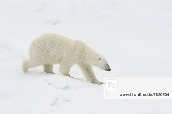 Polar Bear (Ursus maritimus) on pack ice