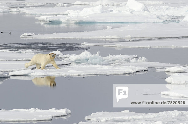 Polar Bear (Ursus maritimus) with a blood-stained brown coloured head on pack ice