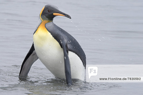 King Penguin (Aptenodytes patagonicus)  wet penguin returning to the shore after a dive