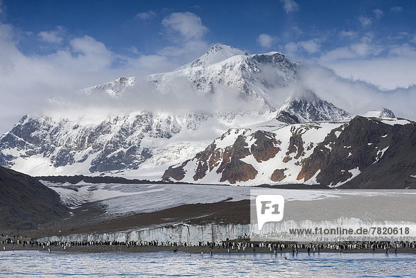 Königspinguine (Aptenodytes patagonicus) vor Cook Glacier