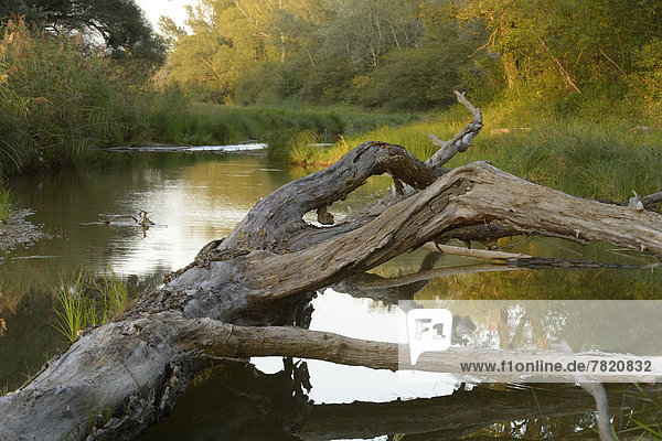 Aulandschaft an der Donau