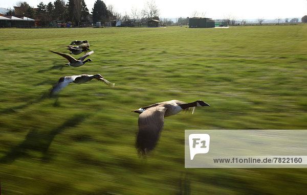 Greylag geese flying (Anser anser)                                                                                                                                                                  