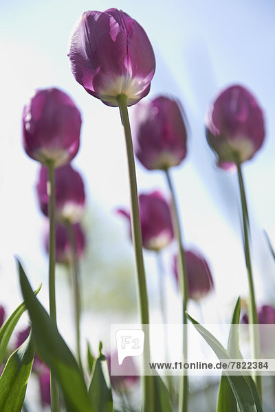 Lila Tulpen (Tulipa)