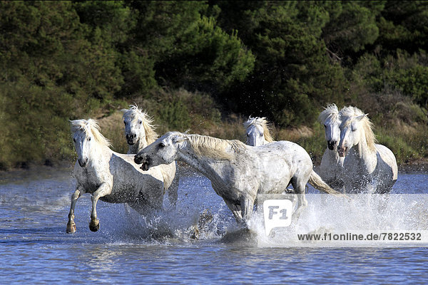 Camargue-Pferde (Equus ferus caballus) galoppieren durchs Wasser
