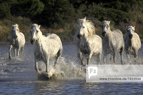 Camargue-Pferde (Equus ferus caballus) galoppieren durchs Wasser
