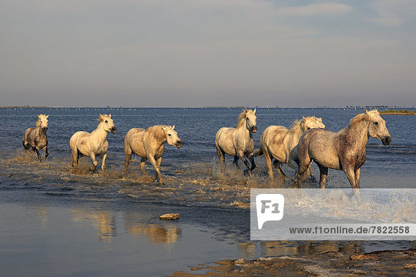 Camargue-Pferde (Equus ferus caballus) laufen durchs Wasser