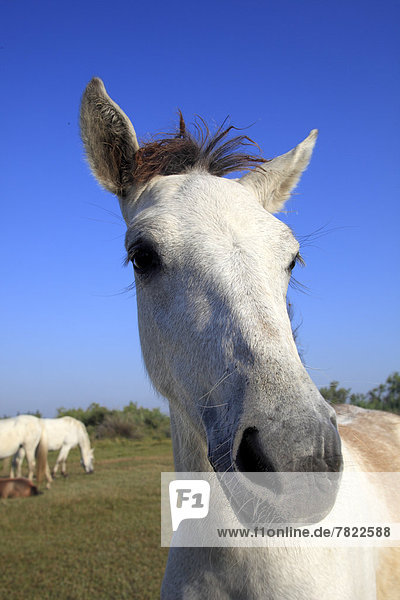 Camargue-Pferd (Equus ferus caballus)  Fohlen  Porträt