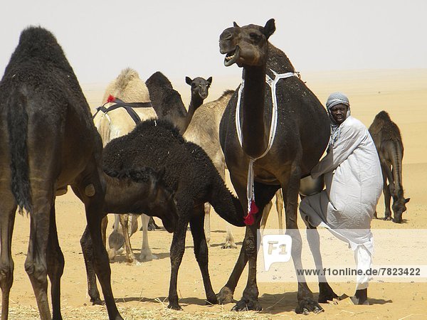 Milking of the dromedary  Rub al Khali desert  Saudi Arabia                                                                                                                                         