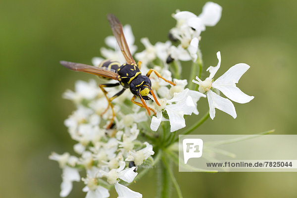 arbeiten Tier Blüte Insekt Wespe