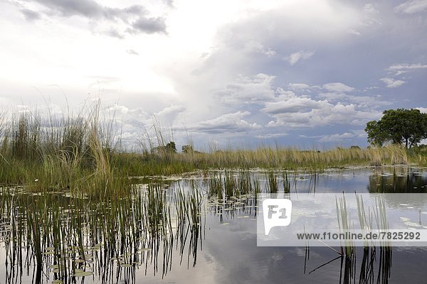 Okawango delta  Botswana                                                                                                                                                                            