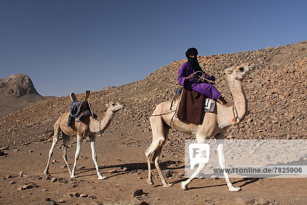 Nordafrika  Dromedar  Einhöckriges  Arabisches Kamel  Camelus dromedarius  Berg  fahren  Wüste  Sahara  Afrika  Algerien  Kamel  mitfahren  Tuareg