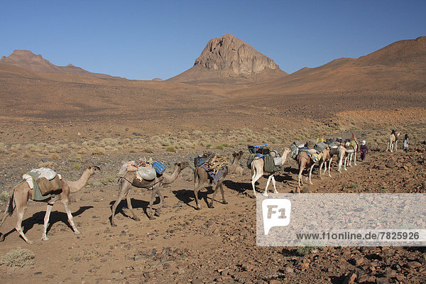 Nordafrika  Dromedar  Einhöckriges  Arabisches Kamel  Camelus dromedarius  Karawane  Berg  fahren  Wüste  Sahara  Afrika  Algerien  Kamel  Campingwagen  mitfahren  Tuareg