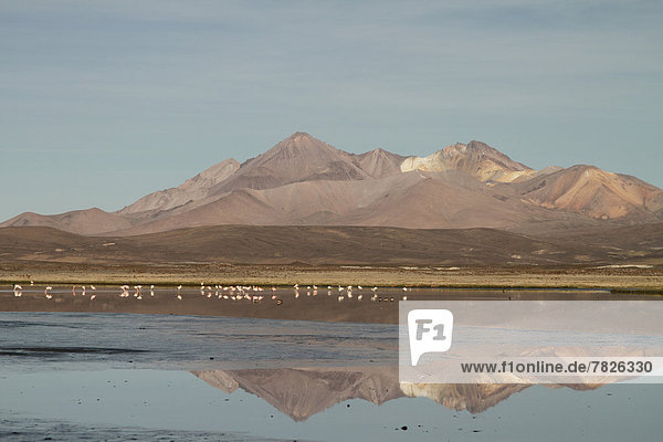 Nationalpark  Berg  Botanik  Landschaft  Natur  Anden  Flamingo  Chile  Lagune  Südamerika