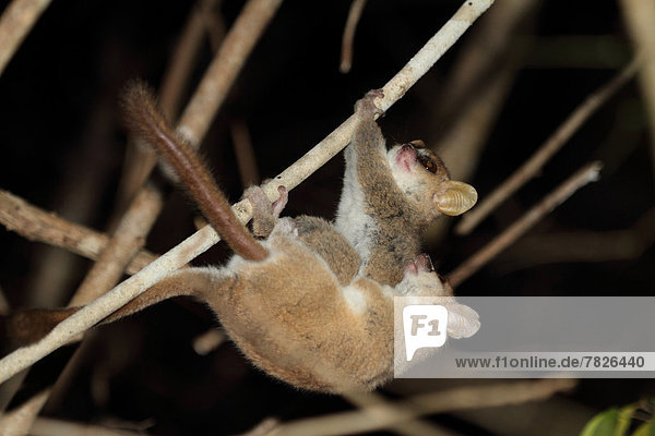 Tier  Wald  trocken  Säugetier  Natur  Wirbeltier  ungestüm  Insel  nachtaktiv  Laubbaum  Naturvolk  Afrika  Madagaskar  sich paaren  Paarung  Primate  Wildtier