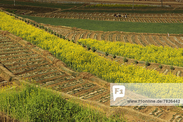 arbeiten  Ländliches Motiv  ländliche Motive  Landschaft  Gemüse  Feld  China  Geographie  Asien  Lijiang  Yunnan