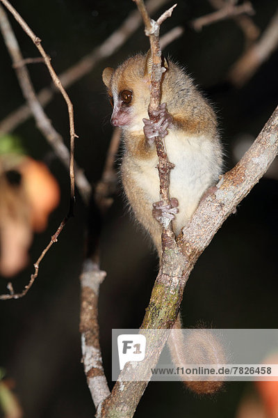Tier  Wald  trocken  Säugetier  Natur  Wirbeltier  ungestüm  Insel  nachtaktiv  Laubbaum  Naturvolk  Afrika  Madagaskar  Primate  Wildtier