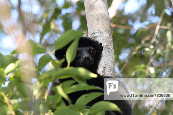 frontal  Tier  Wald  trocken  Säugetier  Natur  Wirbeltier  ungestüm  Insel  Laubbaum  Naturvolk  Afrika  Madagaskar  Primate  Wildtier