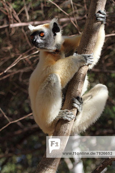 Tier Wald trocken Säugetier Natur Wirbeltier ungestüm Insel nachtaktiv Seitenansicht Laubbaum Naturvolk Afrika Madagaskar Primate Wildtier