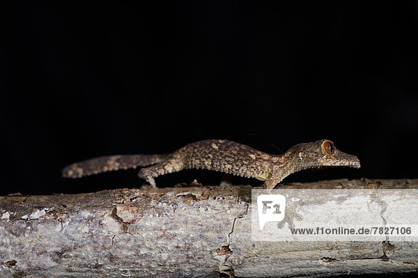 Makroaufnahme  Tier  Wald  trocken  Natur  Wirbeltier  ungestüm  Insel  nachtaktiv  Seitenansicht  Afrika  Gecko  Madagaskar  Reptilie  Wildtier