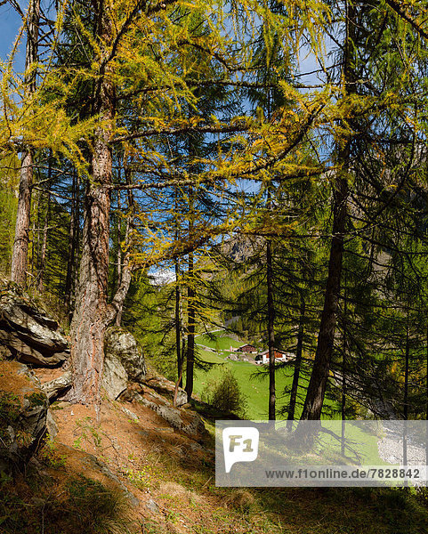 Italy  Europe  Südtirol  South Tyrol  Upper Adige  Alto Adige  Pfossental  Farmhouse  landscape  forest  wood  trees  autumn