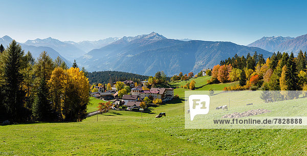 Hausrind  Hausrinder  Kuh  Trentino Südtirol  Europa  Berg  Baum  Hügel  Großstadt  Dorf  Feld  Herbst  Wiese  Ansicht  Italien