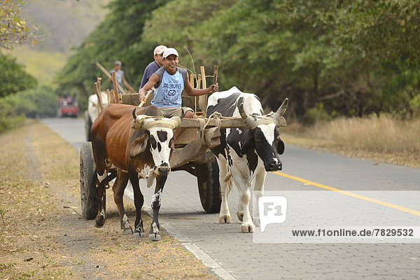 Central America  Nicaragua  Isla Ometepe  UNESCO  Biosphere  Preserve  ox cart  rural  people  local  countryside  wagon  Moyogalpa  transportation