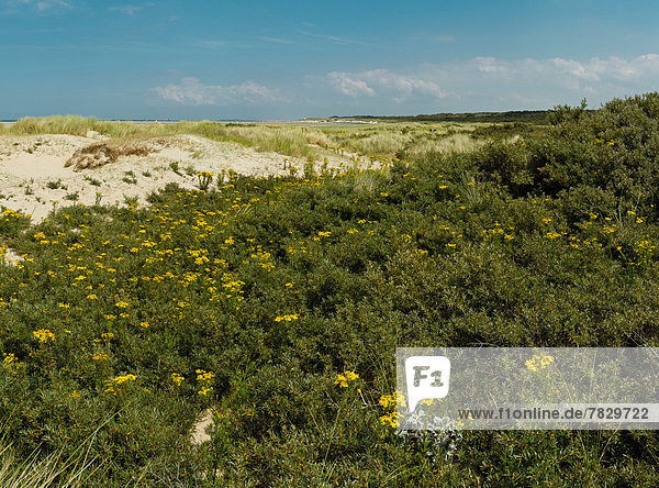 Netherlands  Holland  Europe  Renesse  Dunes  landscape  flowers  summer  beach