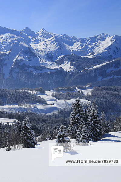 Kälte blauer Himmel wolkenloser Himmel wolkenlos Panorama Europa Berg Winter Baum Wald Holz Berggipfel Gipfel Spitze Spitzen Alpen Ansicht Zimmer Fichte Tanne Westalpen Schnee schweizerisch Schweiz Zentralschweiz Schweizer Alpen