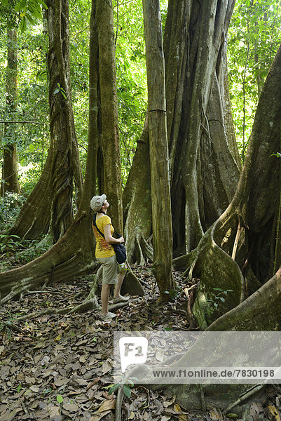 Central America  Costa Rica  Corcovado  National Park  Osa Peninsula  coastal forest  forest  tree  jungle  Puntarenas