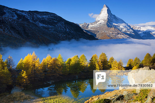 Europa Berg Baum Spiegelung See Nebel Matterhorn Herbst Morgendämmerung Lärche Bergsee Schweiz Morgenlicht