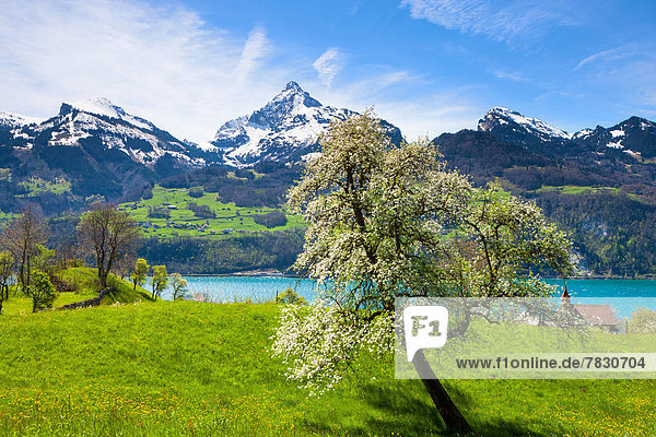 Betlis  Switzerland  Europe  canton  St. Gallen  area of Sargans  meadow  blossom  pear tree  blossom  fruit-tree  lake  Walensee  mountains  snow  spring  chapel